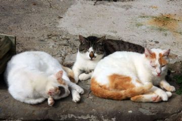 I Gatti di Nicola (foto di Alessandro Vecchi - 2012)