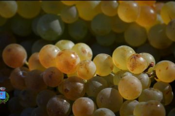 Uva Vermentino Colli di Luni <br>