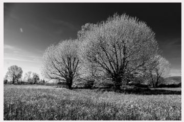 Melchiorre Gambaro Circolo La Torre Arcola